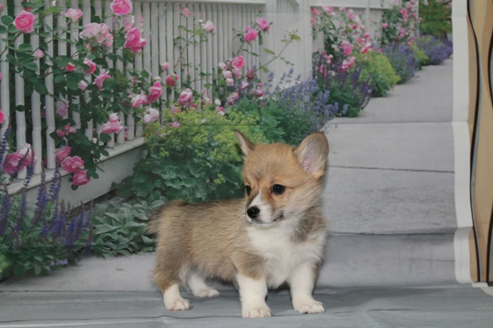 Продам щенков вельш корги пемброк