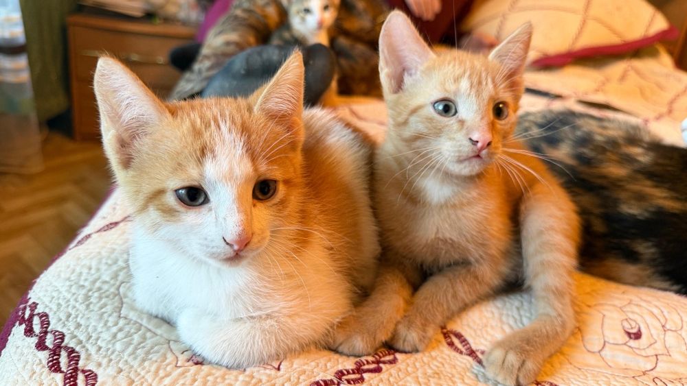 Отдам котят в добрые руки