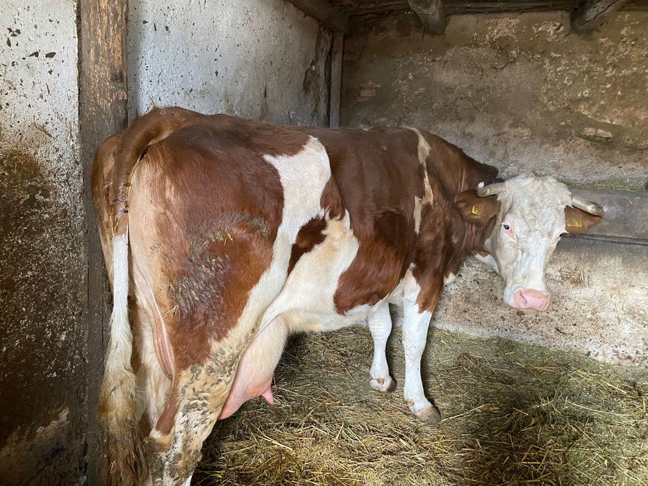 Vaca cu vițel    De vânzare