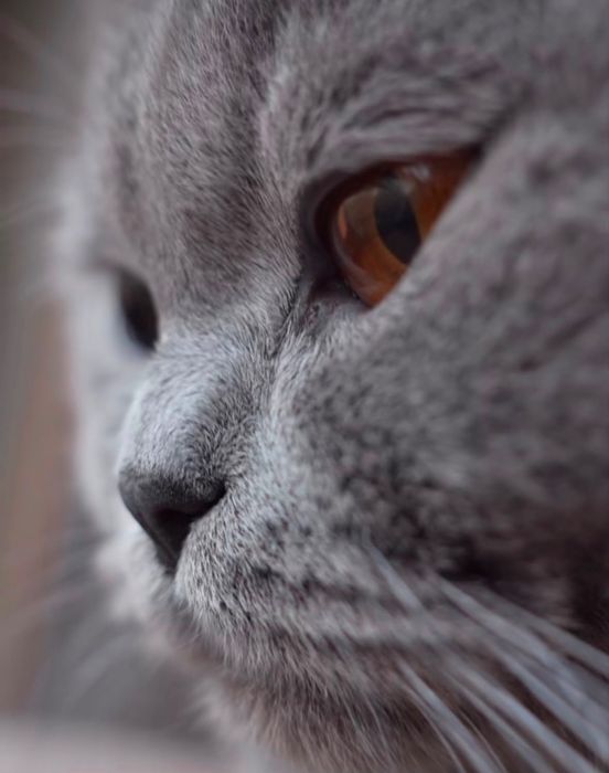 Кошка британская