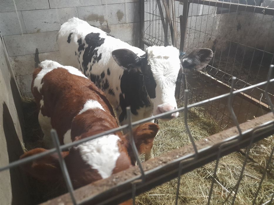 taurași de vânzare