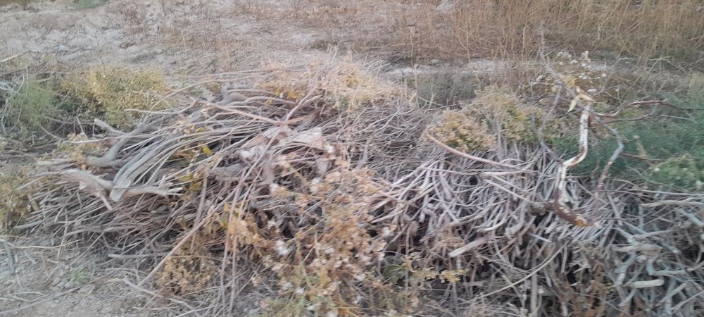 Yilgin sotiladi 2/3 yil lik qurgap turiptii