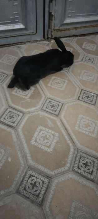 Buĝoz quyonlar sotiladi