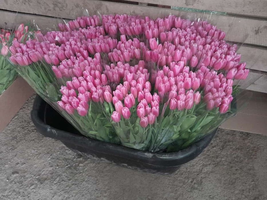 Тюльпаны голландские