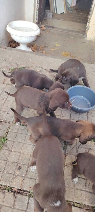 Продават се кученца Курцхар, родени на – 02.11.2025