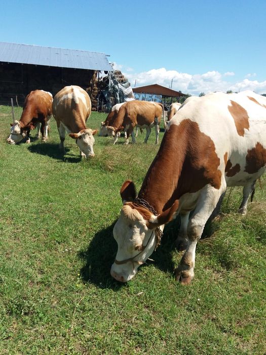 Vând vaci Bălțată Românească