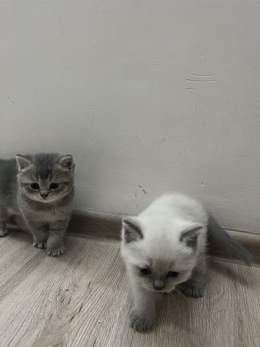 Шотландские котята