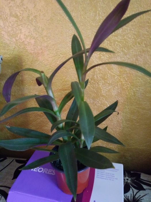 Молочай. Рео.Продам.