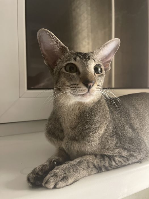 Вязка ориентальной кошки