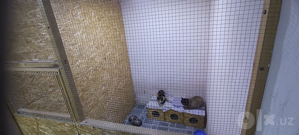 Передержка домашних питомцев ,к каждому хвостику индивидуальный подход