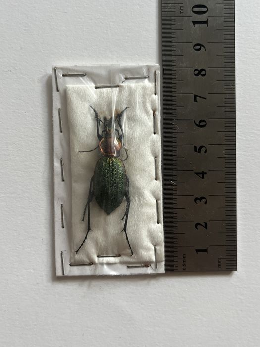 Видове насекоми бръмбари колекция