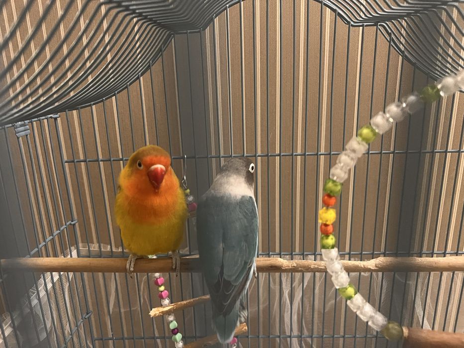 Продам папугаев с клеткой