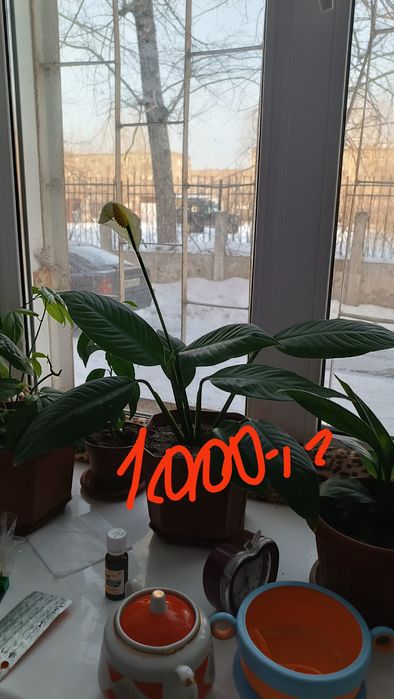 Продам комнатные цветы