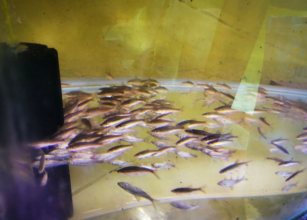 Sanitari de iaz, mananca alge