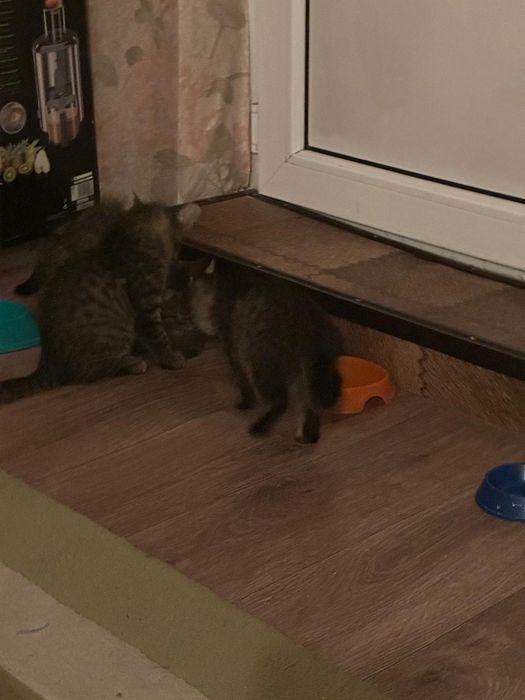 Котята в добрые руки