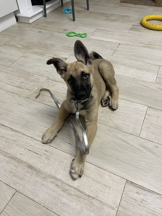 Щенок девочка, 2.5 месяца!