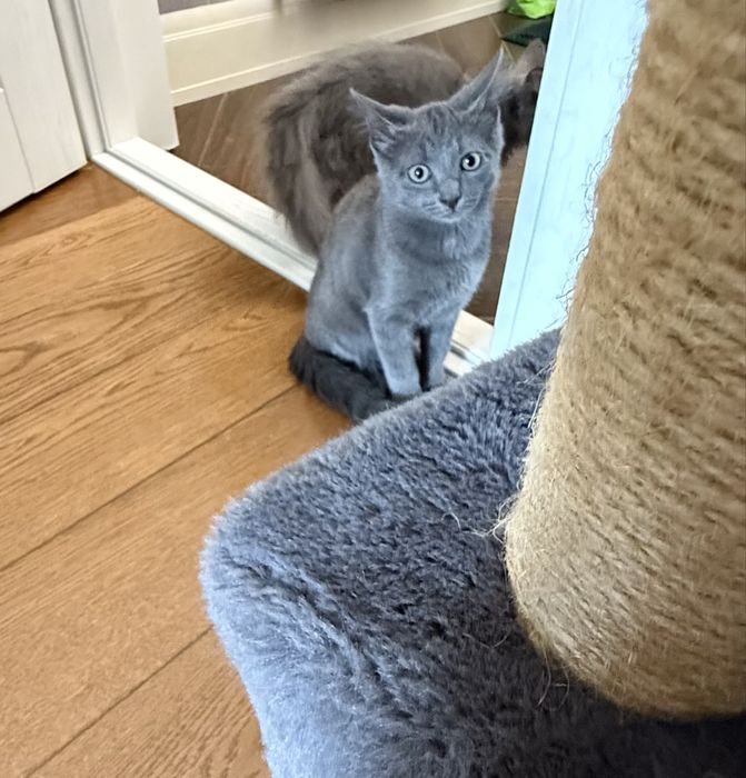 Котик 3 мес , мальчик абсолютно серый!