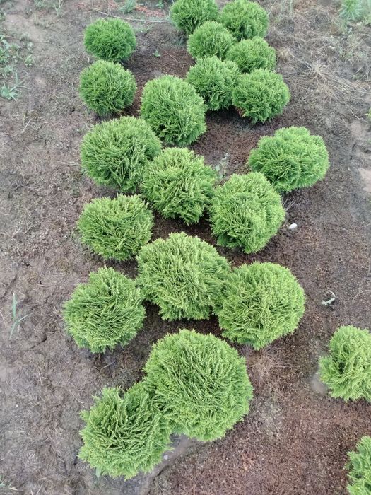 Tuia danica la ghiveci sau balot