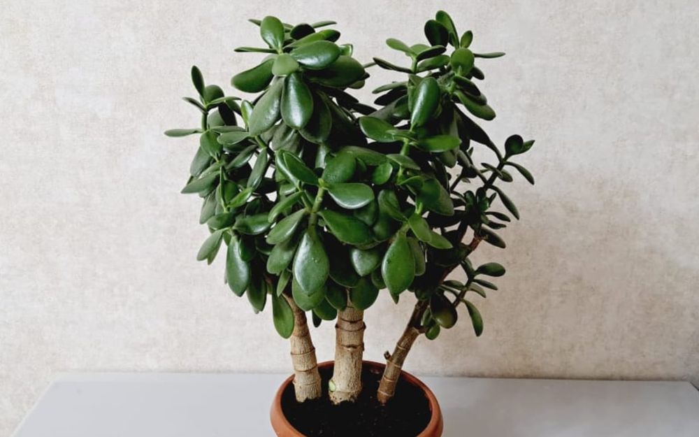 Цветы Цветы Цветы