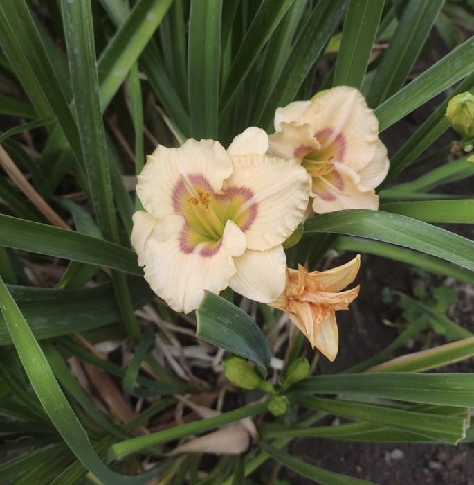 Бересклет, очитки вариегатные, хосты разные, лилейник