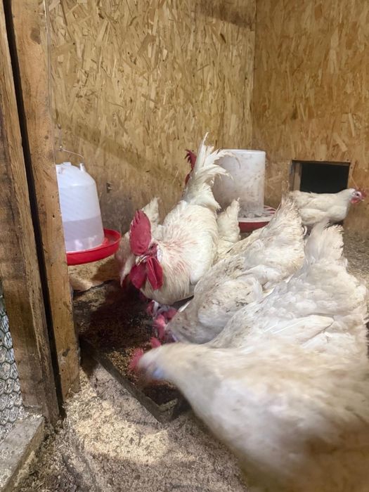 Продам семью Брессгальская 5+1