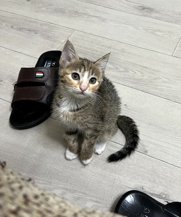 СРОЧНО! Котята в добрые руки