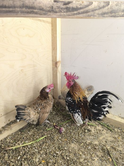 Карликовые куры бентамка