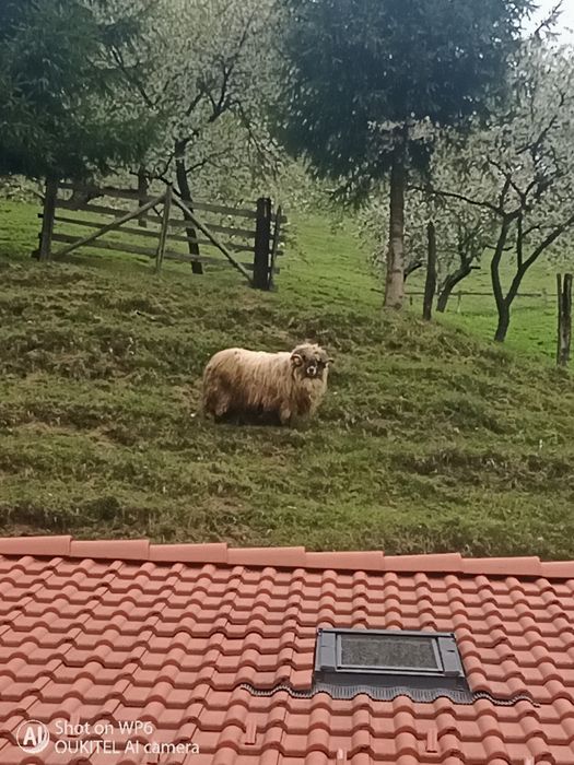 Berbec de vînzare mi-or
