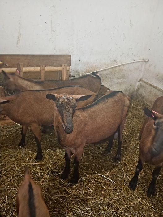 Vând capre alpina franceza