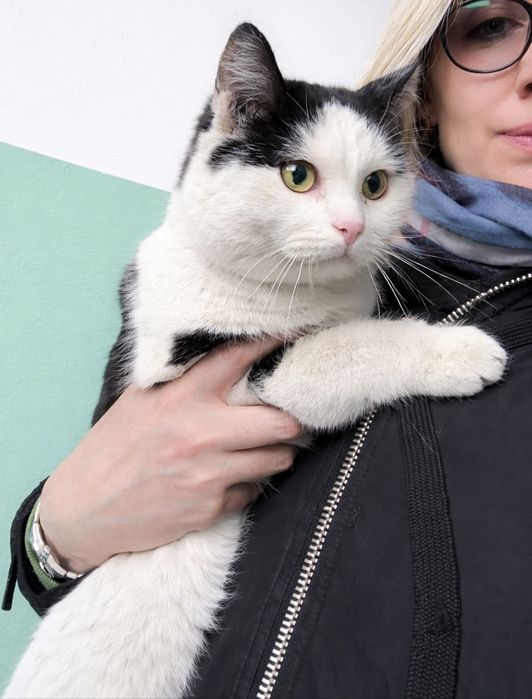 Кот Черчилль ищет семью