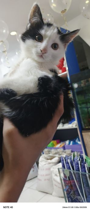 Watlan bilan Angorani bollari