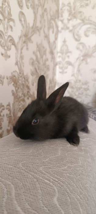 Маленькие крольчата красивые