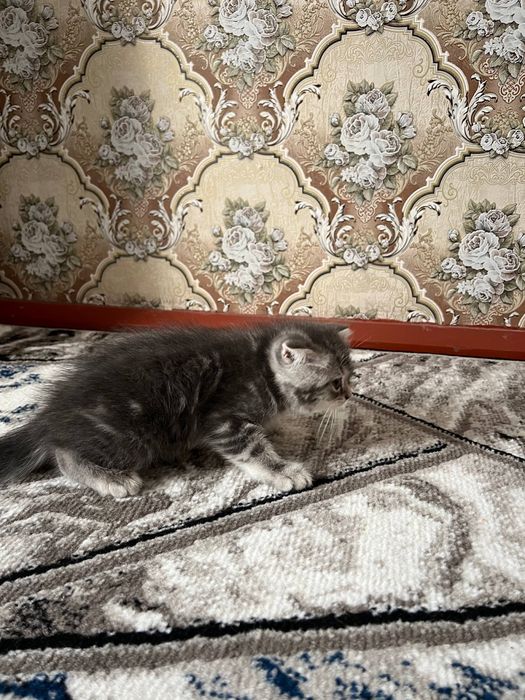 Продоется котенок