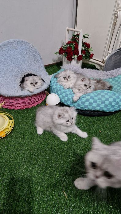 Срочно сотилади хайланд серебристый шиншила