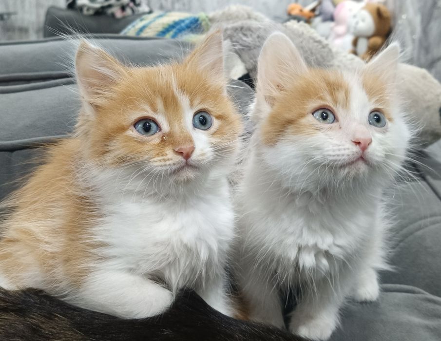 Отдаём котят в добрые руки