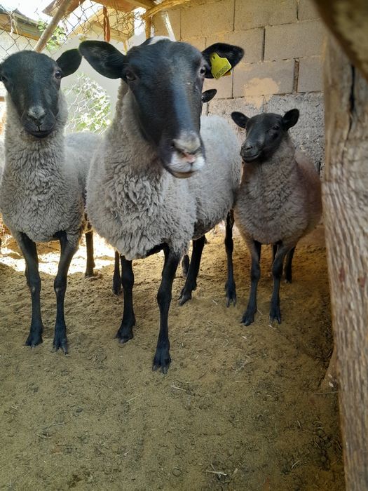 Рамановские овцы