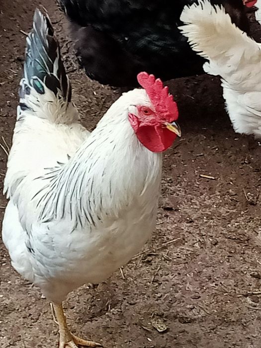 Продам китайских петушков