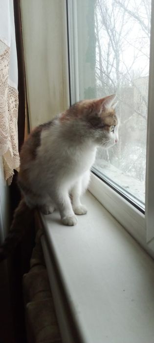 Девочка  ищет уютный дом