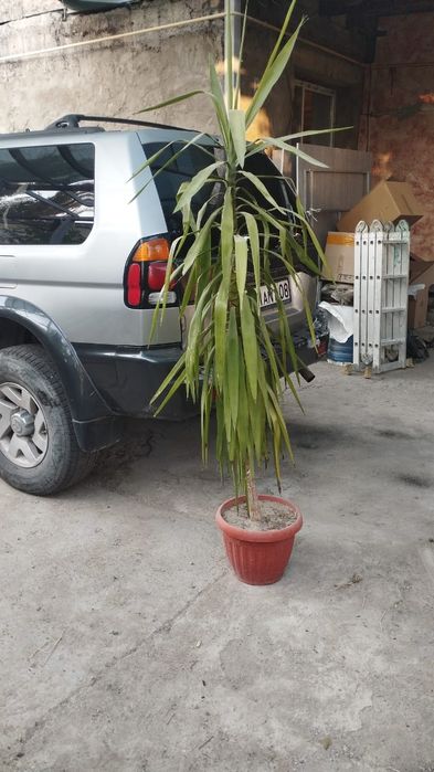 Продам пальму юкка