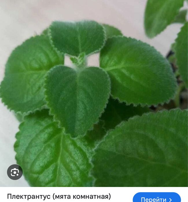 Пандаус хлорофитум комнатная мята