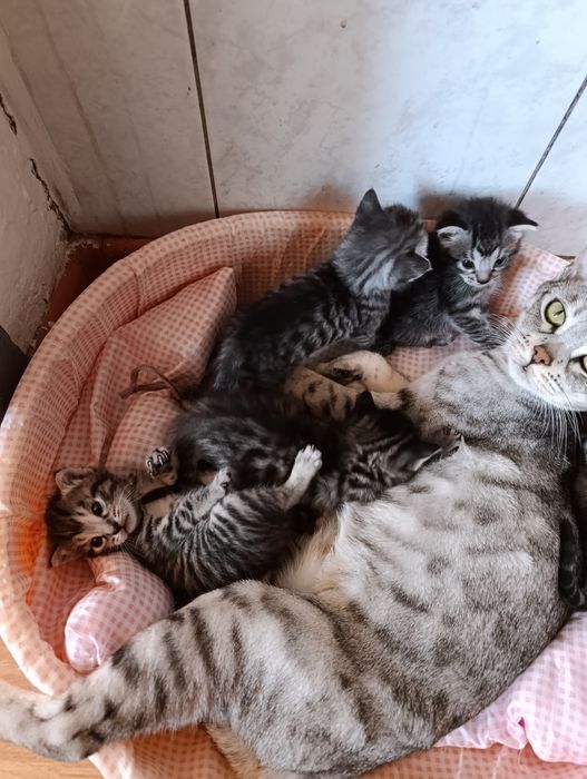 Продаються бенгальские котята