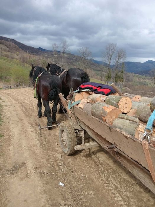 Cai de vânzare  3 și 5 ani