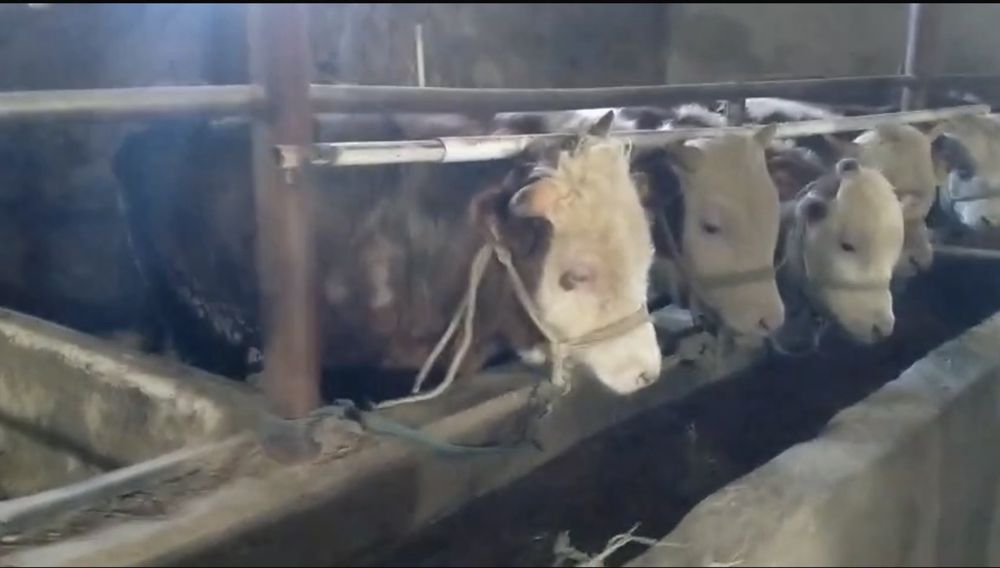 Продам Бычков Белоголовых 8 голов