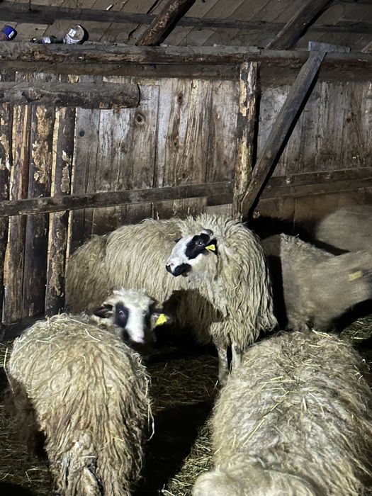 Vand berbec bun pentru prasala !