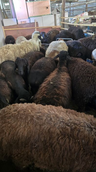 Куйлар сотилади qoʻylar sotiladi