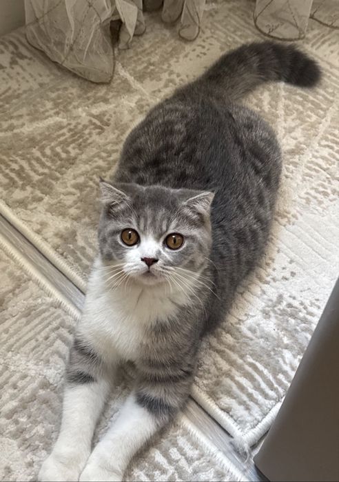 Scottish Fold