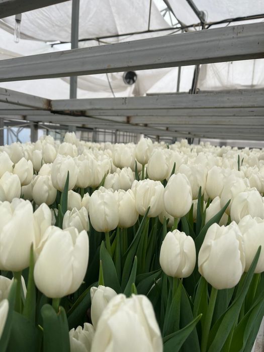 Премиальные тюльпаны оптом и в розницу