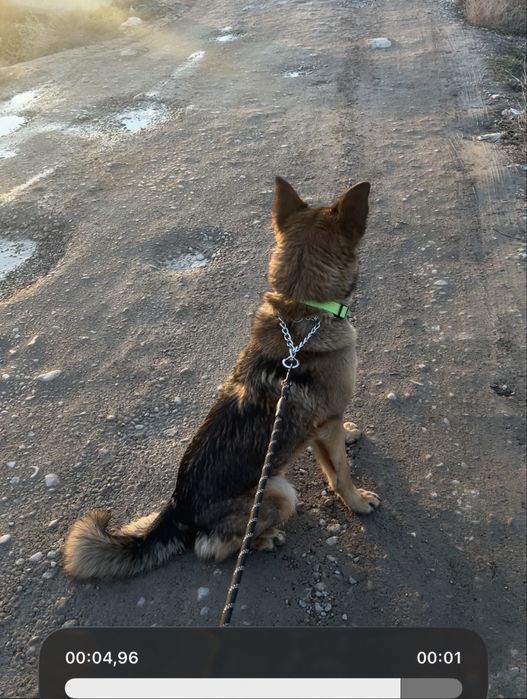 щенки немецкой овчарки, документы имеються