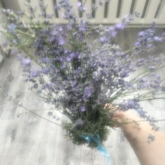 Лаванда садовый многолетник