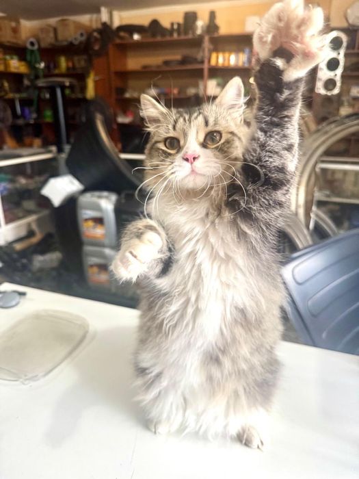 Отдам в добрые руки кота Леопольда! Кастрирован! Г Актобе.